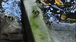 Whistling Duck Babies Overcome Obstacle Despite Some Difficulty [upl. by Gad849]