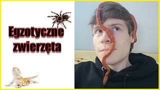 Room Tour mojego brata  ZWIERZĘTA EGZOTYCZNE  SKORPION AGAMA PAJĄK WĄŻ SKOLOPENDRA RYBKI [upl. by Cliff669]