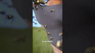 DescriptionHow To Survive A Swarm Of Bees😱 shorts [upl. by Schuster]