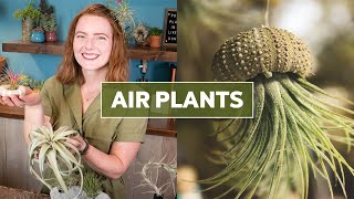 Air Plants Tillandsia 101  Care Tips amp Fun Facts [upl. by Chrisman413]