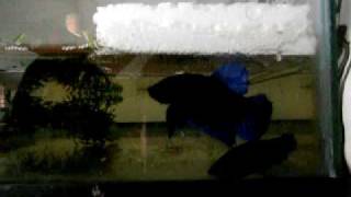 Fighter betta plakat pairs for sale [upl. by Drofnelg206]