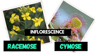 Inflorescence  Racemose  Cymose  Difference between Racemose and Cymose [upl. by Dnomyar17]