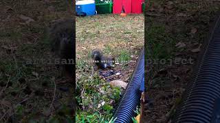 squirrels being squirrels eating amp playing in the yard part 1 wildlife shortsvideo [upl. by Ursi148]