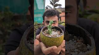 Reusing coconut shell 🥥 amp clay matka ⚱️⏩ propagate orbea succulents reuse shorts [upl. by Leanne]