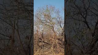 Leopard Cubs Skillfully Catch Squirrel in Thrilling Tree Top Chase [upl. by Deedee]