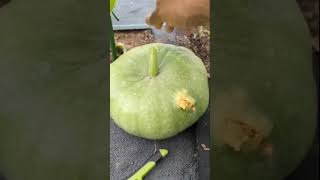 SVB Got In My Pumpkin 😱😞 JARRAHDALE shorts garden viral [upl. by Rod]