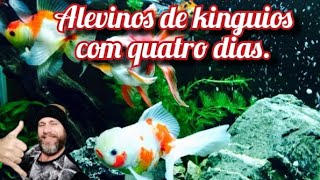 Alevinos de kinguios com quatro dias de vida [upl. by Bierman654]