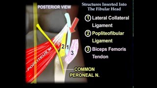 Structures Inserted Into The Fibular Head  Everything You Need To Know  Dr Nabil Ebraheim [upl. by Anuat290]