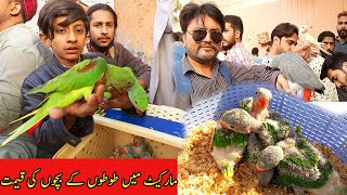 Parrot Price in Lalukhet Sunday Birds Market  Baby Parrots Price in Pakistan 2022 [upl. by Cherey]