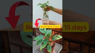 Grow Monstera Adansonii from Cuttings swiss cheese plant broken heart plant [upl. by Ula]