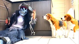 Funny Dogs Vs Zombie Pirate Prank  Louie amp Marie The Beagles  Part 2 [upl. by Leidba]