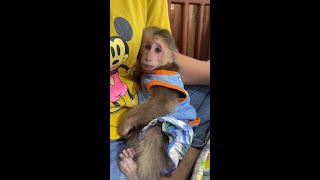 Adorable Baby Monkey Morning Habit  Stream 08 [upl. by Hollie331]