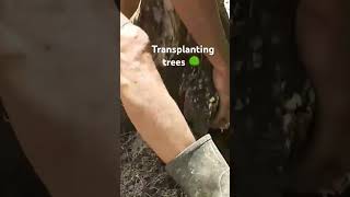 transplanting trees 🌳 tree transplanting using the new moon cycle calendar [upl. by Gyasi]