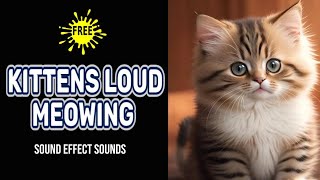 I Caught My Baby Cat Making These Adorable Cat Meow Sounds [upl. by Tanya]