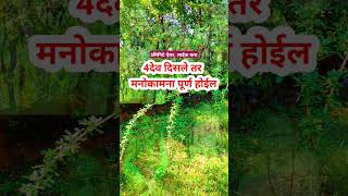 झाडांत चार देव दिसले तर मनोकामना पूर्ण होईल 5मिनिटे ऐका bhaktisong youtubeshorts swamisamarth [upl. by Viens]