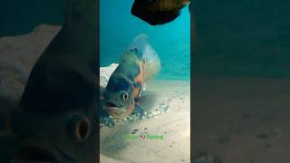 Oscar fish 🎭 pair fish srilanka shortvideo fishing pirana worldfish [upl. by Eugatnom390]