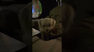 bichonmaltes caniche cutebaby doglover كانيش صغير 🐶 [upl. by Aken]