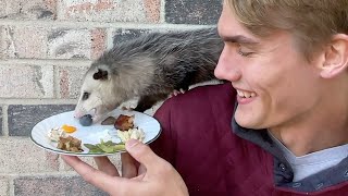 My Pet Opossum Bites Me [upl. by Orose881]