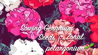 Sowing Geranium Seeds Zonal Pelargonium [upl. by Otrebliw]