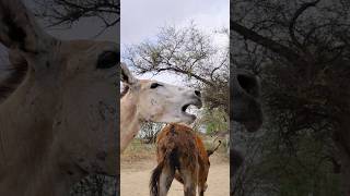 awesome voice donkeys animals shorts [upl. by Leinahtan636]