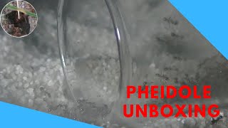 Pheidole megacephala Unboxing [upl. by Codd]