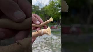 Salvadora persica Toothbrush  How to Make Miswak  Short video  Viral short [upl. by Norine489]