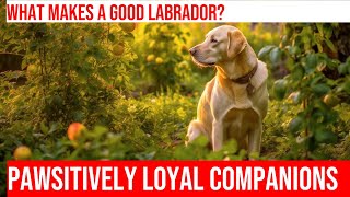 Understanding the Qualities of a WellBred Labrador Retriever [upl. by Lenz]