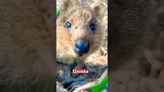 2024 Silver Quokka Perth Mint Coin quokka rottnestisland perthmint silvercoins silver bullion [upl. by Irina]