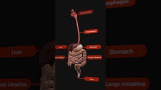 Digestive System overview with Animation [upl. by Leoy]