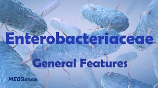 Enterobacteriaceae 1 General Features [upl. by Acire462]