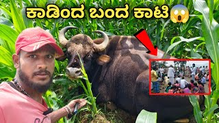 Wild Buffalo amp Elephant Attack😱 Farmers  Tribal Village  Karnataka  Avatar Shiva Official [upl. by Etyak]