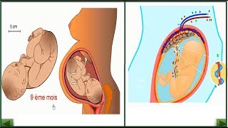 les étapes de la grossesse [upl. by Yazbak]