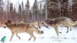 Largest wolf pack in over a decade in the Greater Voyageurs Ecosystem [upl. by Myers]