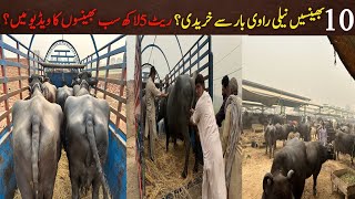 Nili ravi buffalo milking  buffalo price  cattle farming in pakistan [upl. by Doownel]