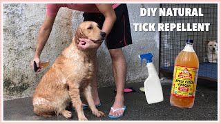 Apple Cider Vinegar for Dogs DIY REMEDY FOR TICKSFLEAS [upl. by Meit]