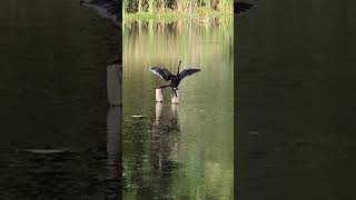 Anhinga drying off after doing some fishing [upl. by Glenden]