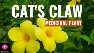 Cats Claw  Uses Benefits amp Side Effects  Medicinal Plants  Blissed Zone [upl. by Nauhs84]