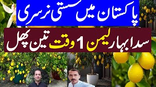 Free Lemon Nursery In Pakistan  Cheapest Nursery in Pakistan  Kissan Pakistan [upl. by Pirri]