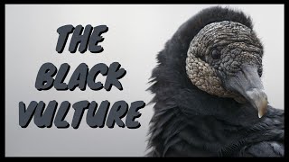 The Black Vulture Everything You Need To Know  Eating SoundCall Behavior Flying Habitat Ect [upl. by Dewar]