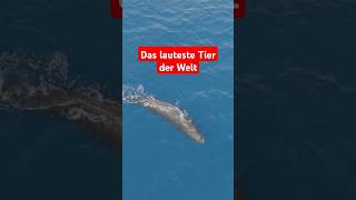 Pottwal – Das lauteste Tier der Welt 🐋animals facts naturwunder meerestiere ozean science [upl. by Malloy]