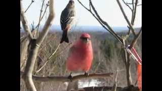 Oiseaux aux mangeoire 29 janvier 2015 [upl. by Temirf987]