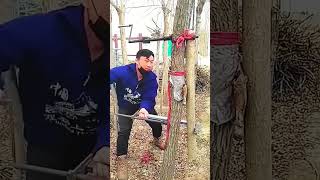 Straightening process of eucalyptus tree trunks [upl. by Elka930]