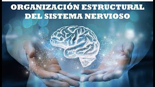 ORGANIZACIÓN ESTRUCTURAL DEL SISTEMA NERVIOSO HUMANO divisiones anatómicas SNC SNP [upl. by Lilahk230]