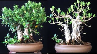 When Should you Defoliate a Ficus Microcarpa Bonsai Tree Follow up video from March [upl. by Grounds375]