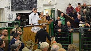 £24000 for a swaledale tup Lamb Kirkby Stephen overall champion NEW BREED RECORD [upl. by Florette886]