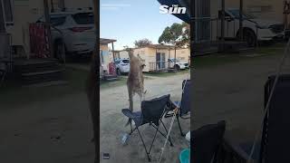 Kangaroos go headtohead during CRAZY caravan park fight shorts [upl. by Voss19]