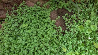 15 Beautiful and Useful Ground Cover Plants in Our Garden [upl. by Naneik]