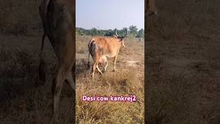 20 litre milk capacity kankrej cow Kutch Gujarat cow farming animals [upl. by Gabriell]