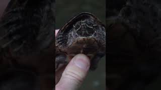 SMALL Musk Turtle [upl. by Ycniuqed324]