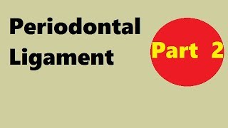 Periodontal ligament Part 2 development of pdl [upl. by Lelah]